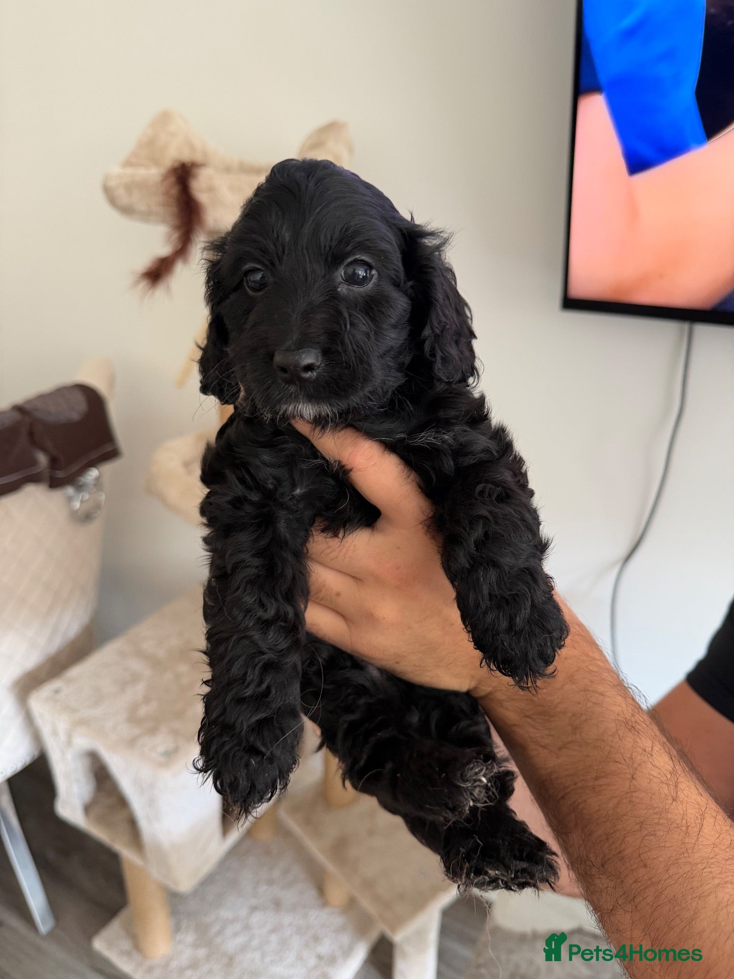 Cockapoo dogs for sale: Cockapoo puppies ready 7th November✨ - Advert 2