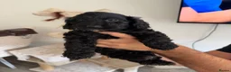 Cockapoo dogs for sale: Cockapoo puppies ready 7th November✨ - Advert 2
