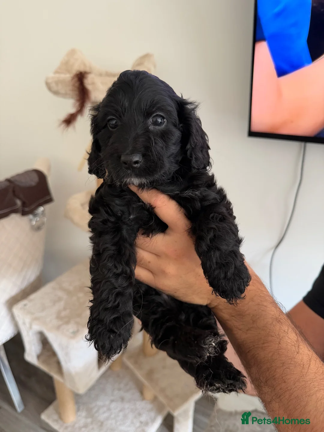 Cockapoo dogs for sale: Cockapoo puppies ready 7th November✨ - Advert 2