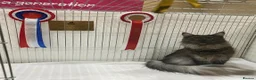 Maine Coon cats for sale: SHOW QUALITY MAINE COON KITTENS  - Advert 7