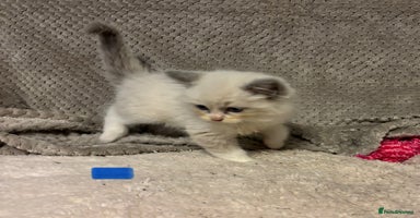 Ragdoll cats Ragdoll Kittens - Advert 5