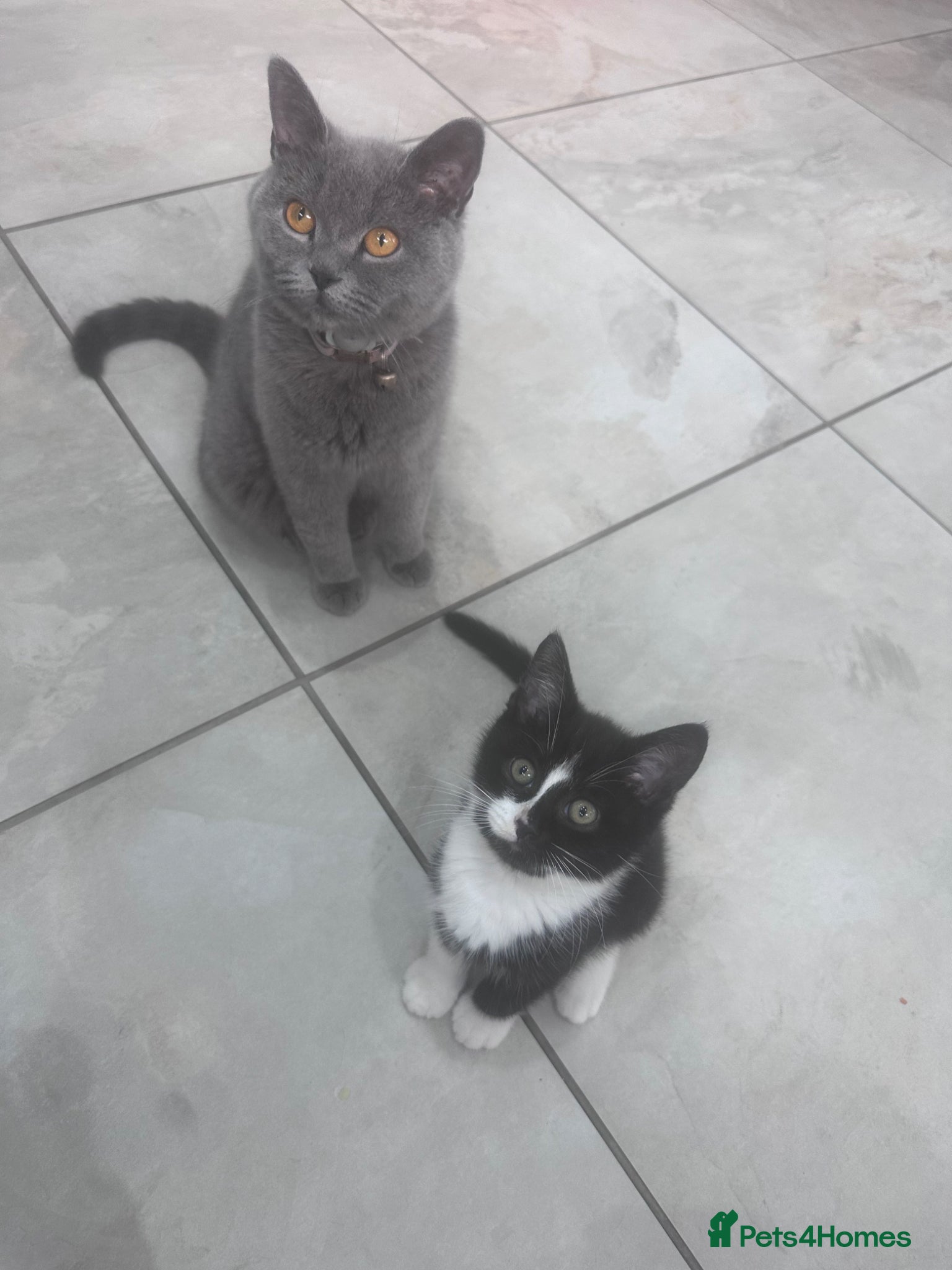 British Shorthair cats British shorthair cross kittens 🐾 Ready to leave - Advert 5