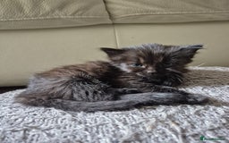 Siamese cats for sale: Adorable Siamese Kittens Looking for Loving Homes - Image 8