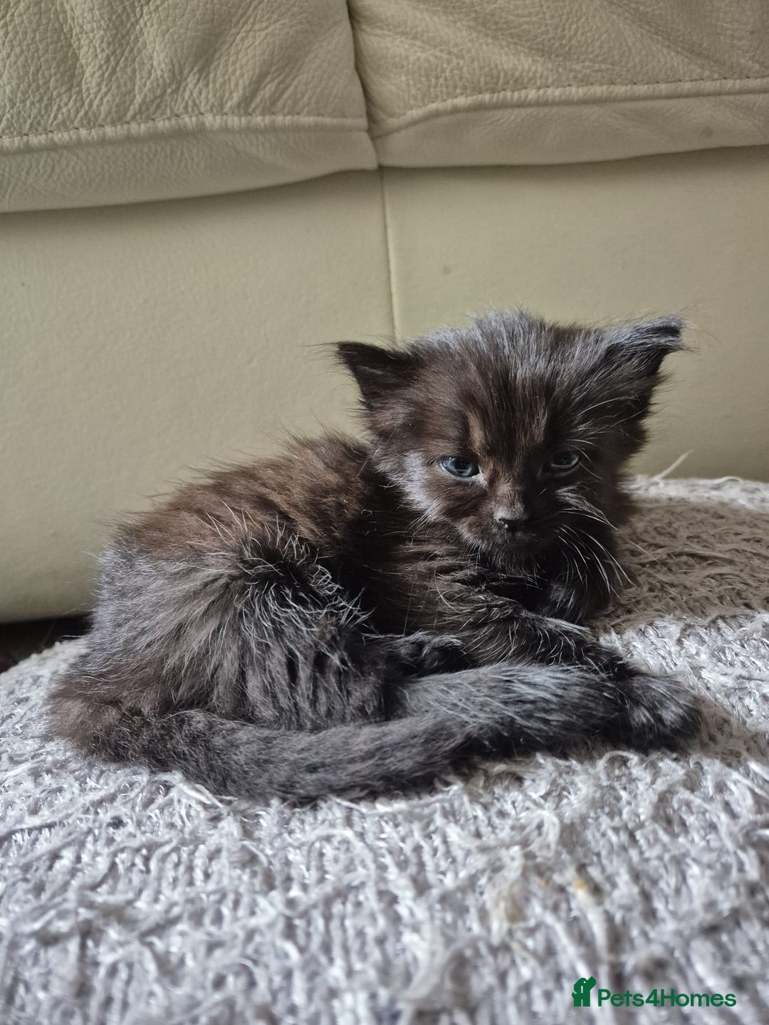 Siamese cats for sale: Adorable Siamese Kittens Looking for Loving Homes - Image 8