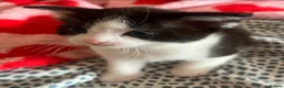 Mixed Breed cats for sale: Kittens for sale in Coventry - Advert 6
