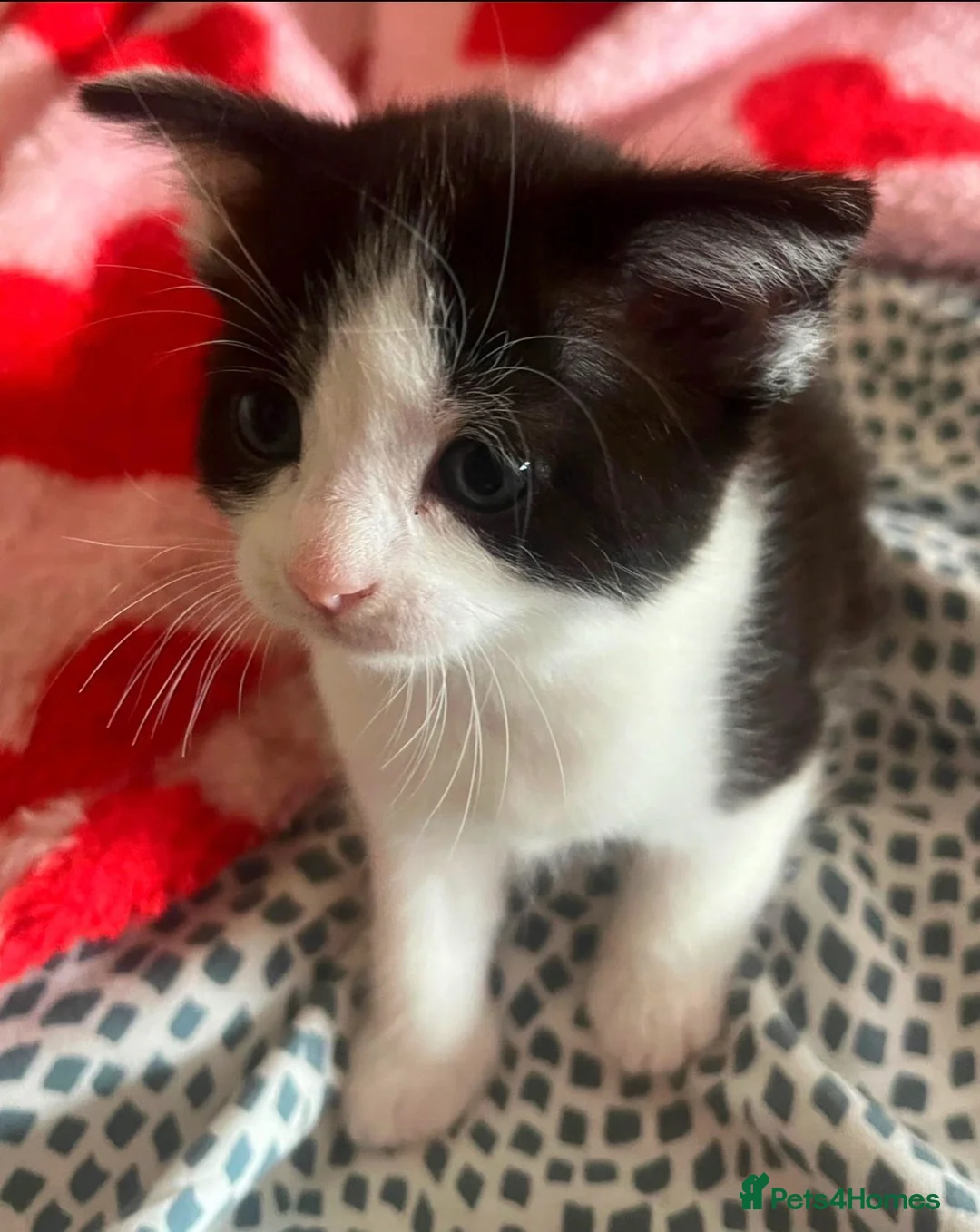 Mixed Breed cats for sale: Kittens for sale in Coventry - Advert 6