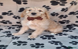 Goldendoodle dogs for sale: Gorgeous standard goldendoodle pups. - Image 9