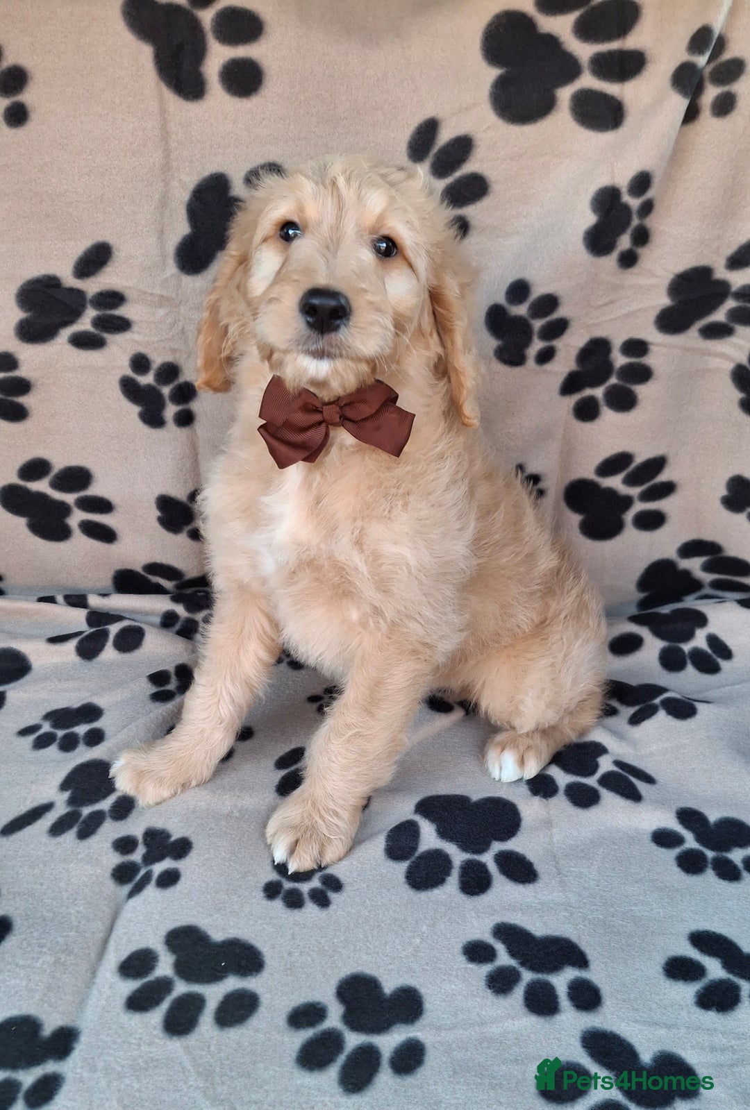 Goldendoodle dogs for sale: Gorgeous standard goldendoodle pups. - Image 9