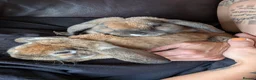 Mini Lop rabbits for sale: Mini plush lop - Advert 8