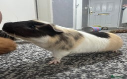 Guinea Pig rodents for sale: Four guinea pigs + full cage set up.  - Image 3