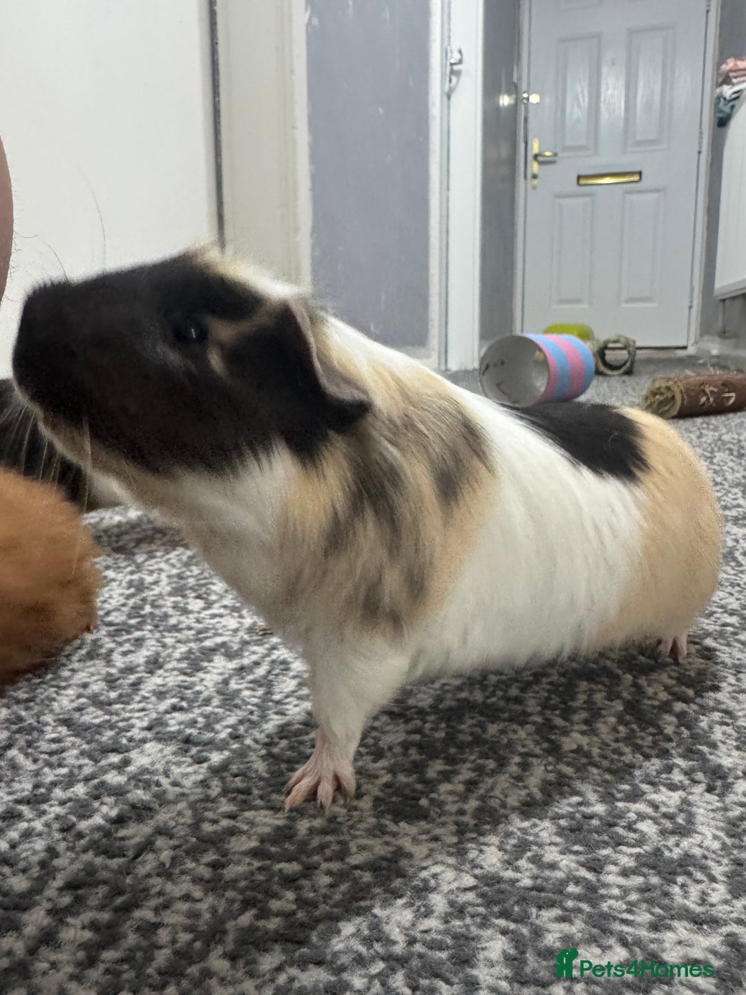 Guinea Pig rodents for sale: Four guinea pigs + full cage set up.  - Image 3