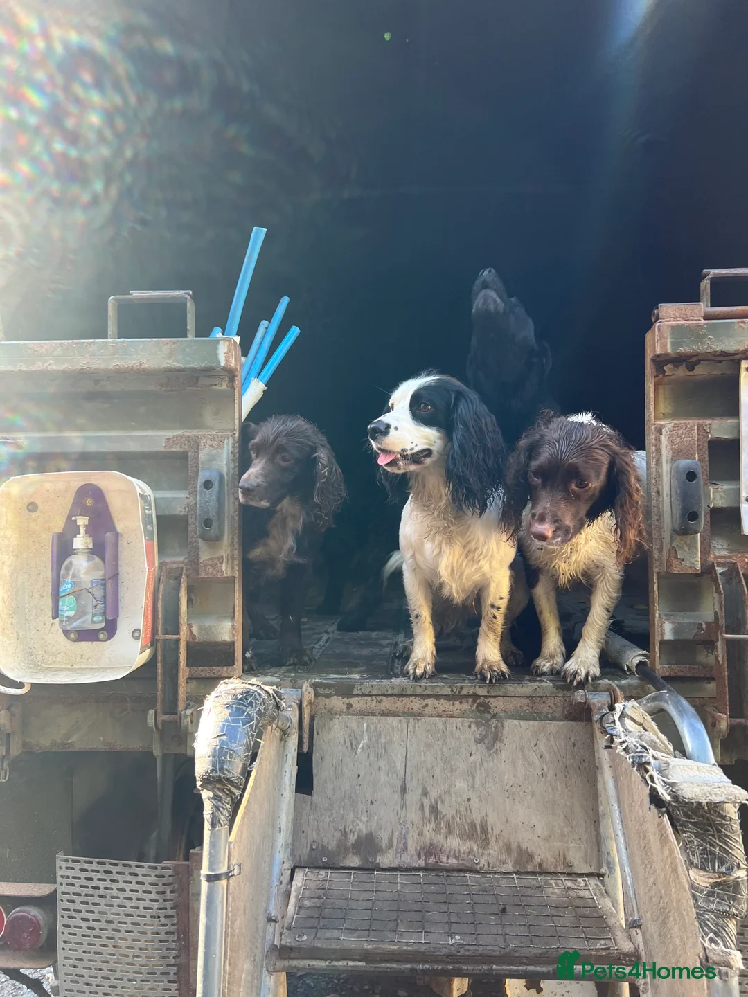 Cocker Spaniel dogs for stud: Proven Working cocker spaniel for stud  in Montrose - Advert 4