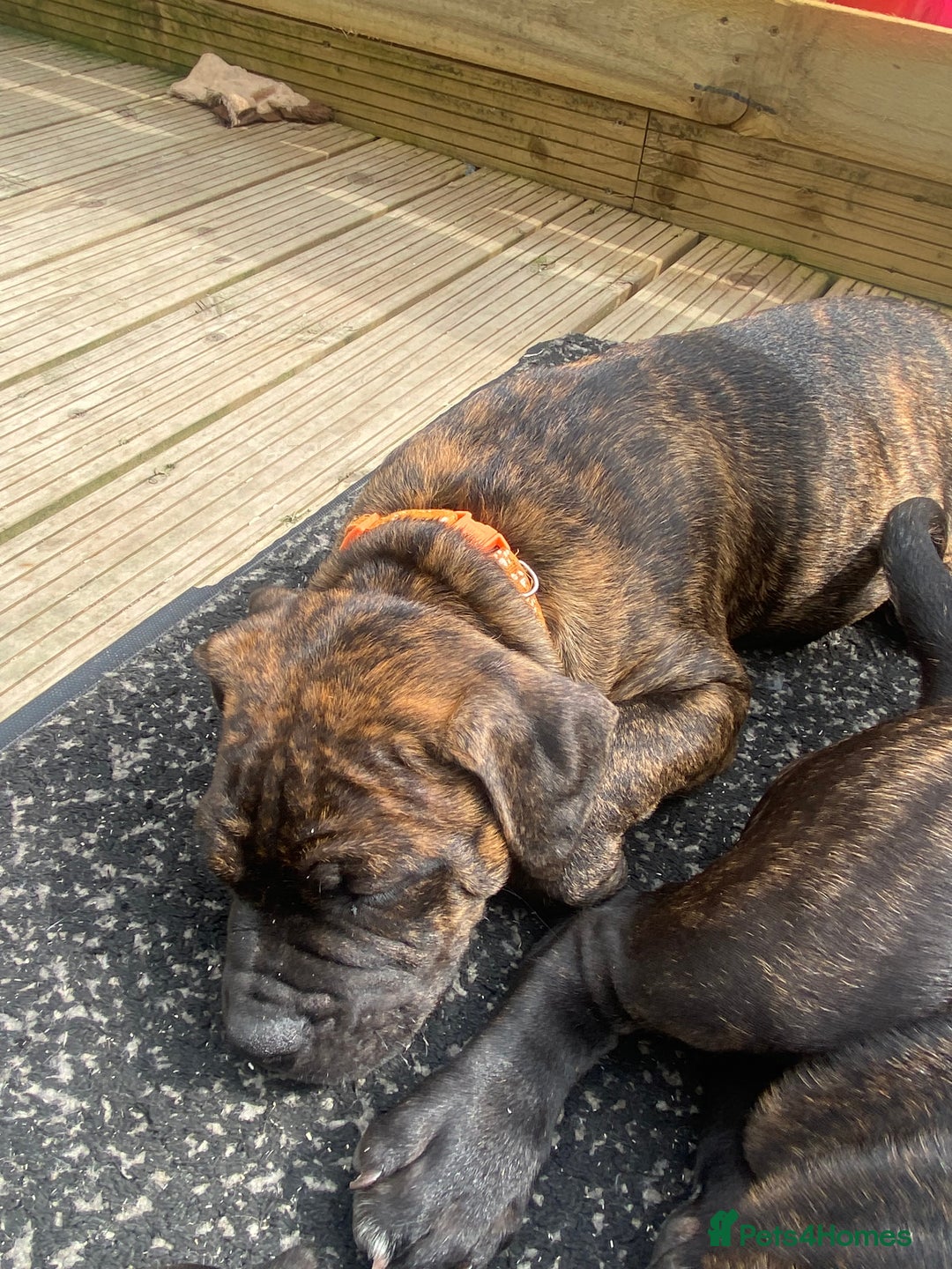 Mixed Breed dogs for sale: Old tyme bulldog in Shotts - Image 25