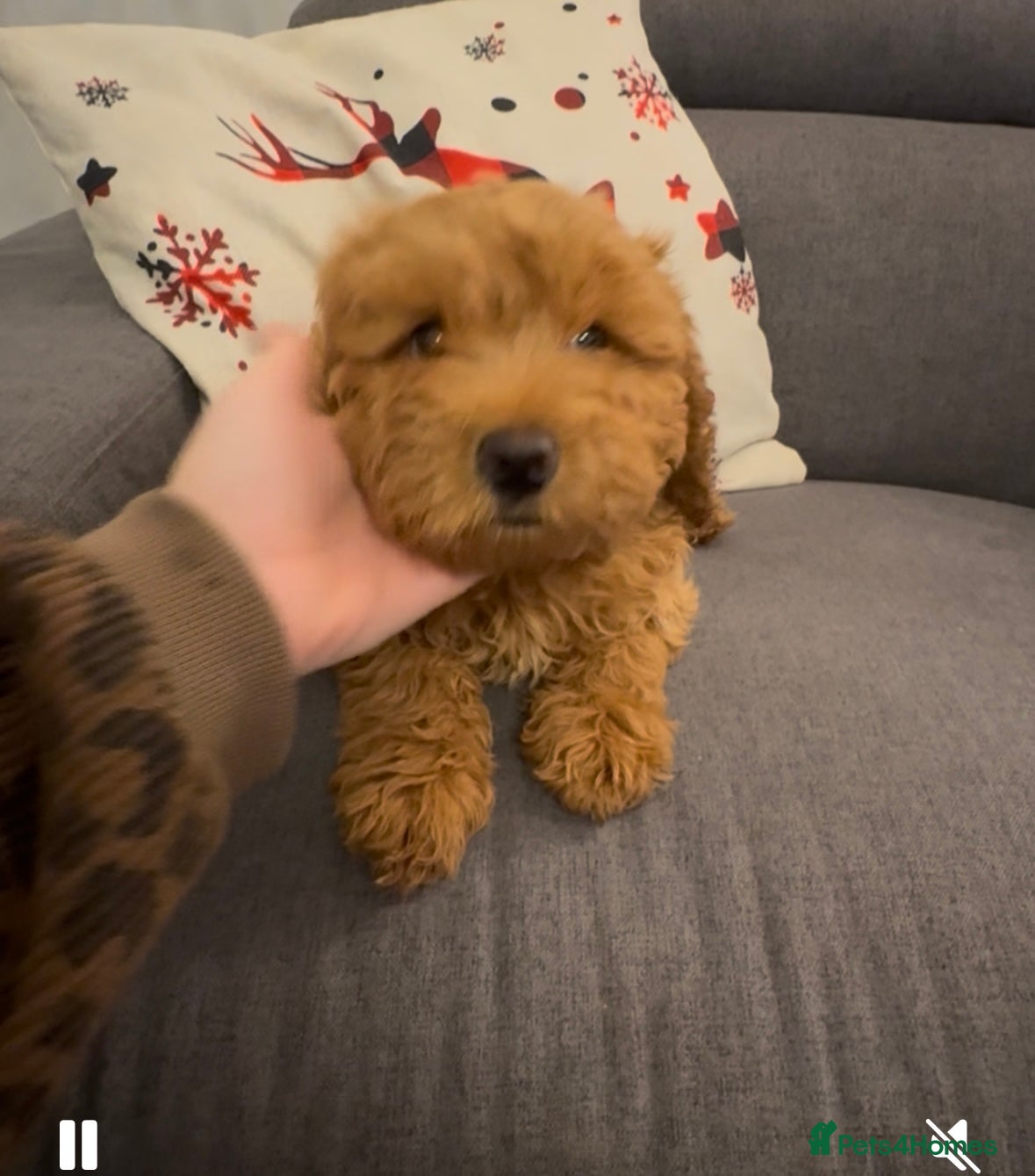 Cockapoo dogs 1 Girl left - READY TO LEAVE. - Advert 6