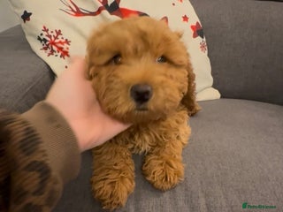 Cockapoo dogs 1 Girl left - READY TO LEAVE. - Advert 1