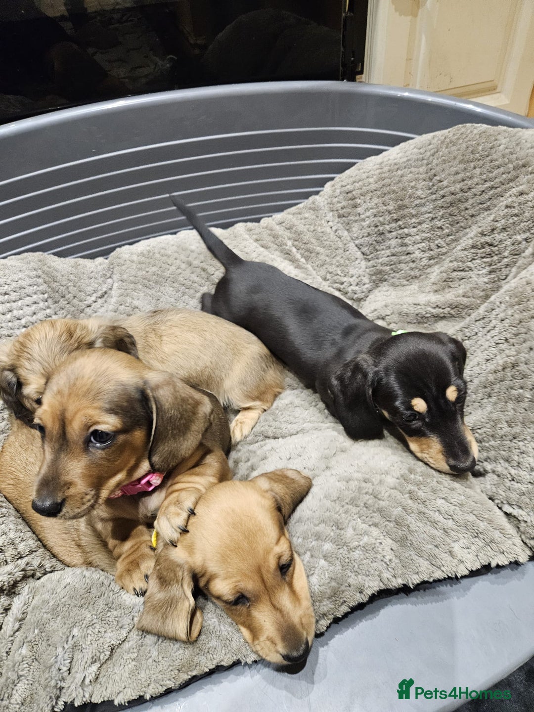 Miniature Dachshund dogs for sale: Miniature shaded cream dachshunds  - Advert 13