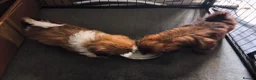 Shih Tzu dogs for sale: Quality Half Imperial Shihtzus. - Advert 2