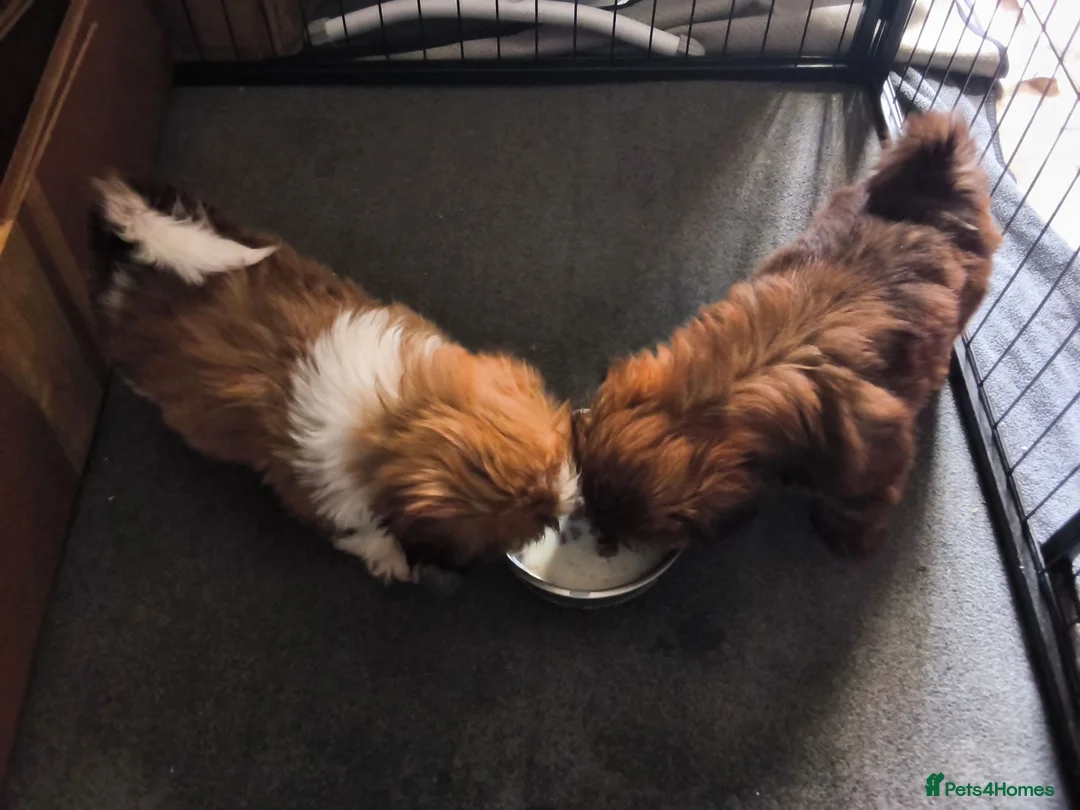 Shih Tzu dogs for sale: Quality Half Imperial Shihtzus. - Advert 2