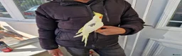 Cockatiels birds for sale: Super hand tamed cockatiel for sale  - Advert 9