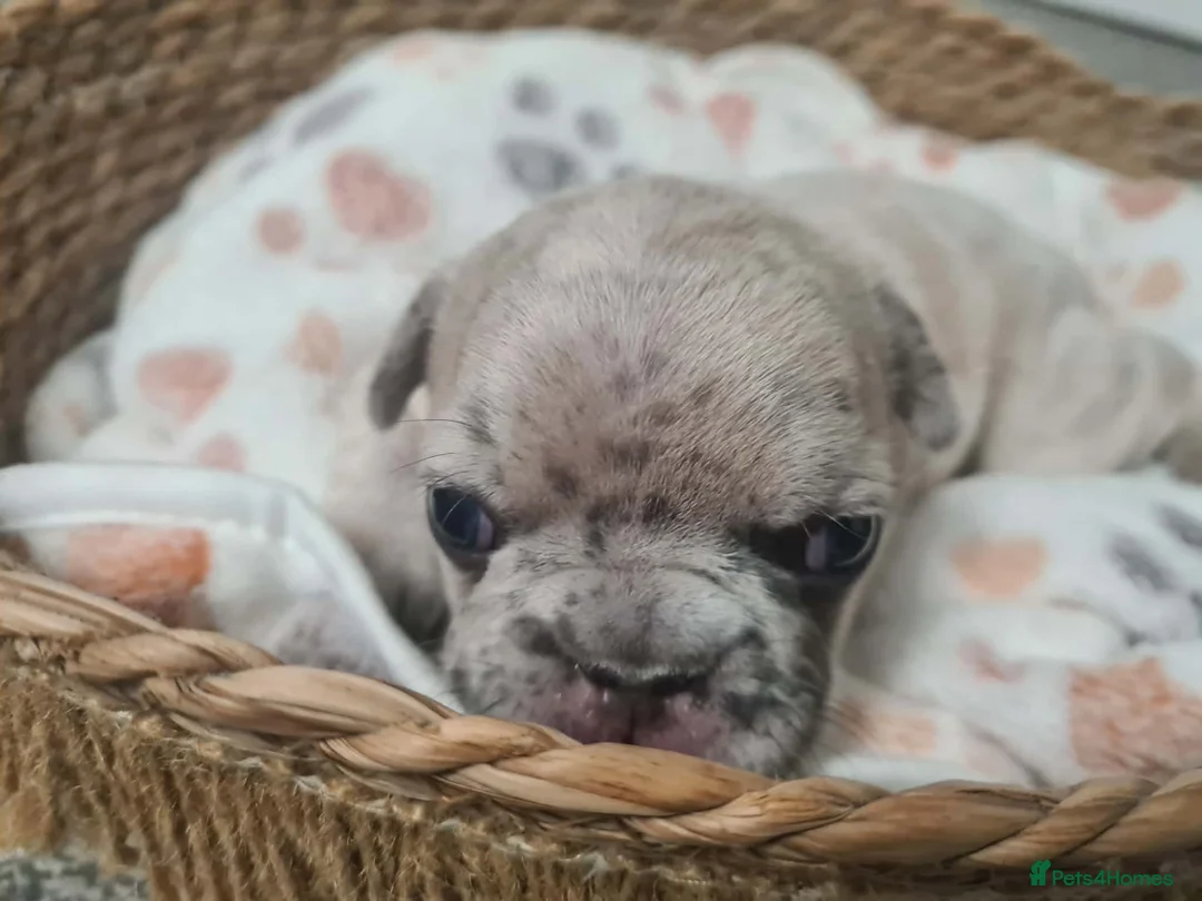 French Bulldog dogs for sale: French bulldog pups  - Advert 14