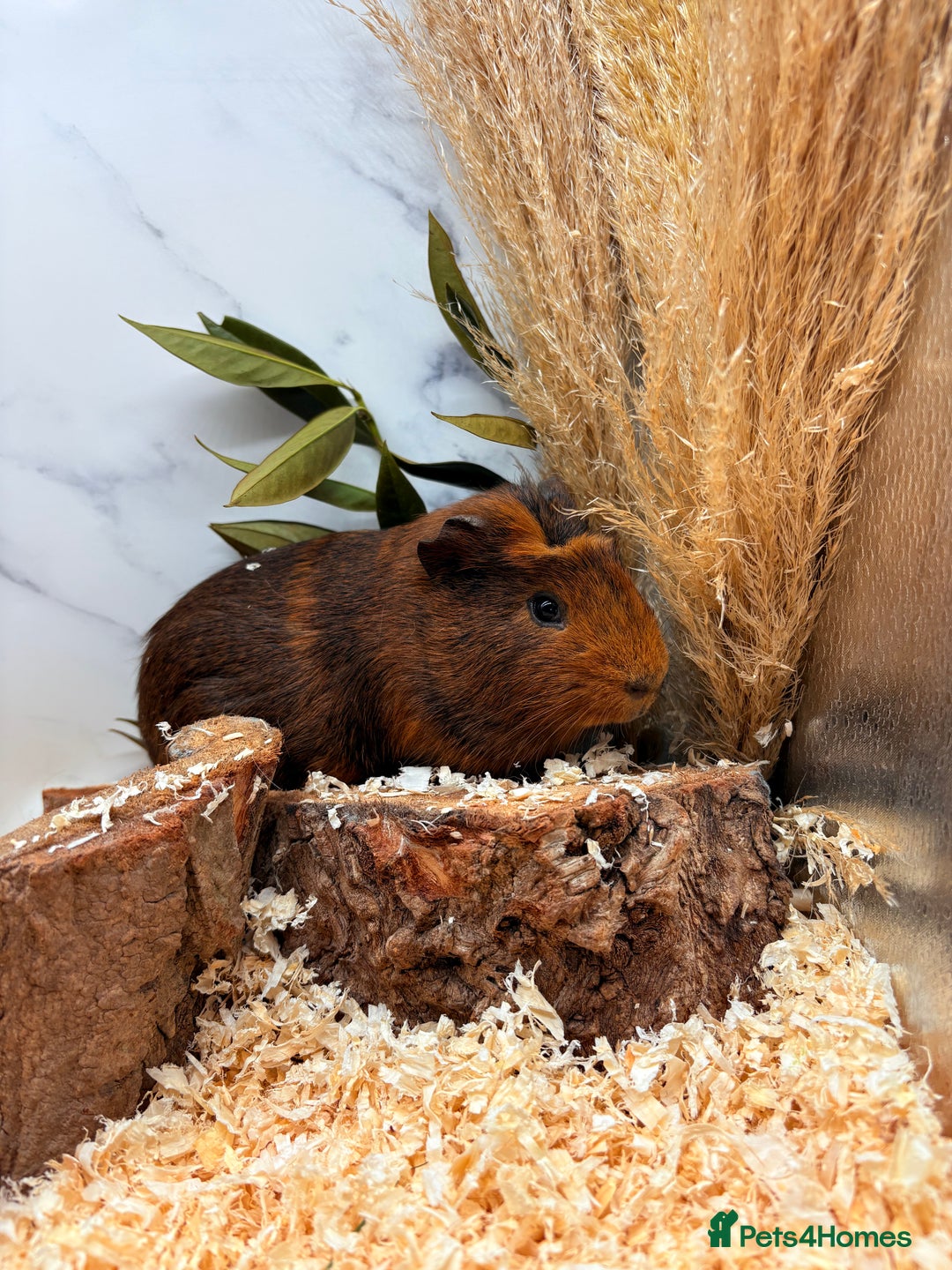 Guinea Pig rodents for sale: LOTS OF BABY GUINEA PIGS FOR SALE 🐹 - Advert 18