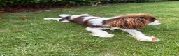 Cavalier King Charles Spaniel dogs for sale: Beautiful Tri colour King Charles 7 months old in Brighton - Advert 6