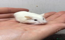 Hamster rodents for sale: Dwarf robrovski hamster babies  - Image 13
