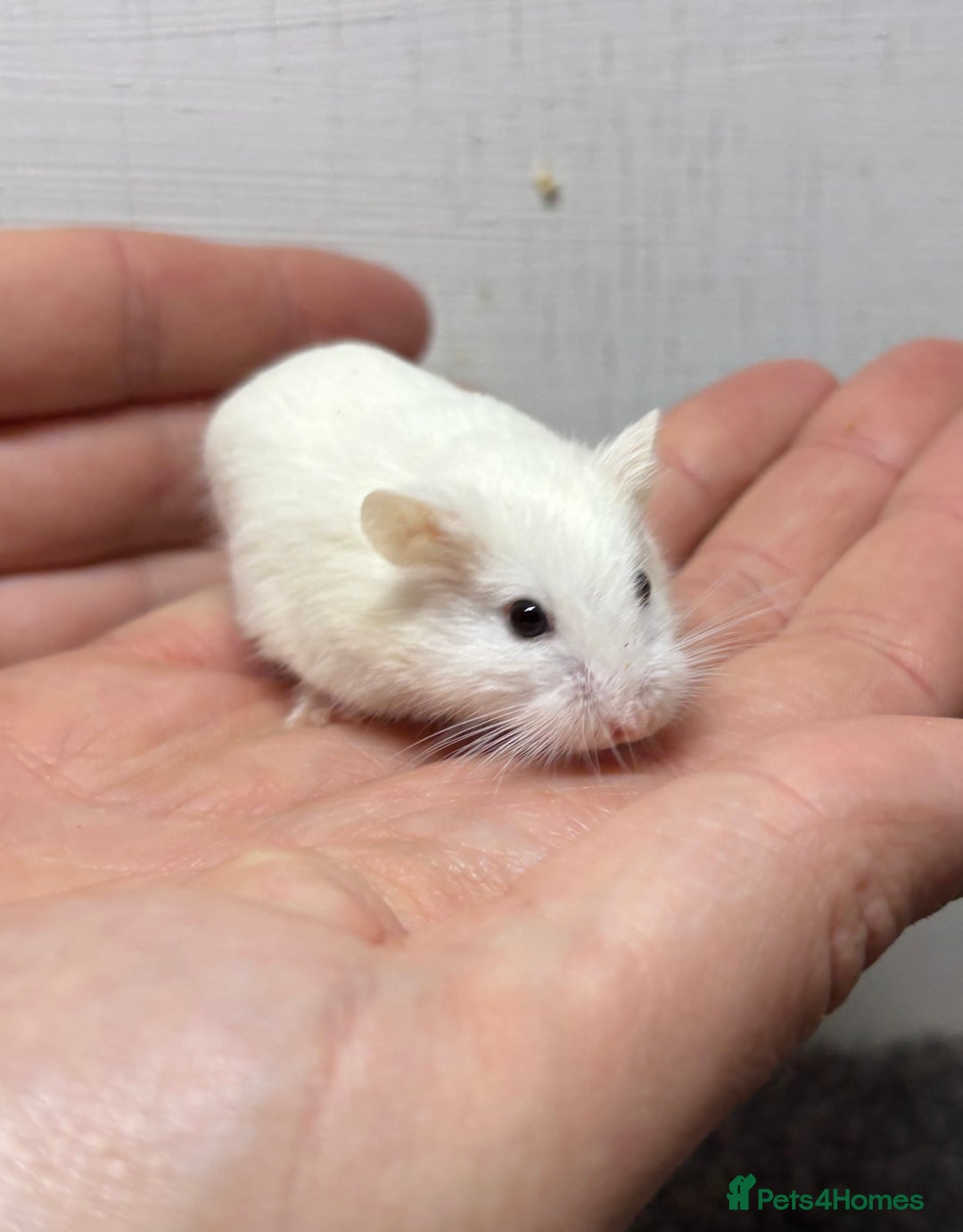 Hamster rodents for sale: Dwarf robrovski hamster babies  - Image 13