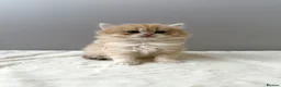 British Longhair cats for sale: Champion lines Golden British Longhairs - Advert 26