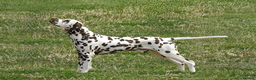 Dalmatian dogs for stud: Quality Proven KC Registered Liver Stud  in Warrington - Advert 2