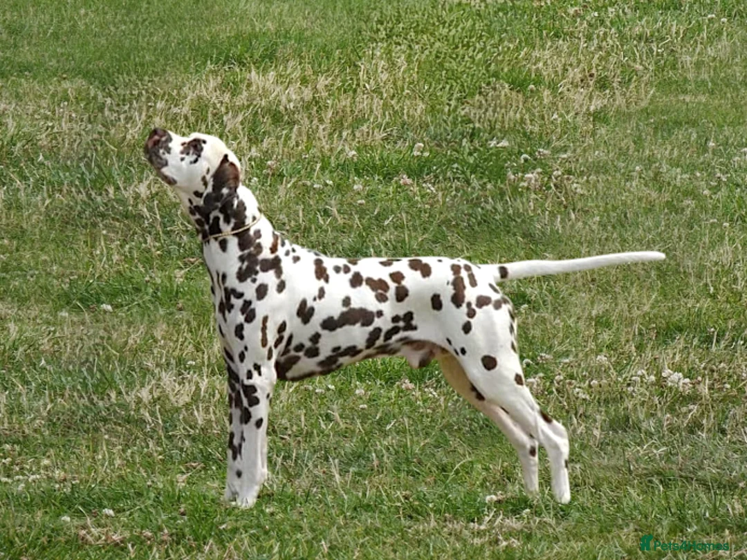 Dalmatian dogs for stud: Quality Proven KC Registered Liver Stud  in Warrington - Advert 2