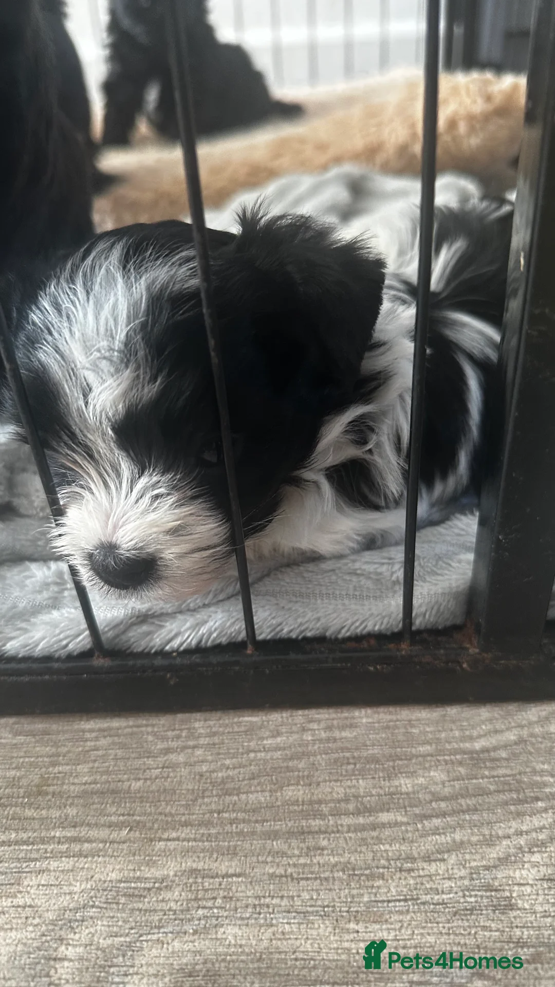 Yorkshire Terrier dogs for sale: Yorkshire terrier colourful  - Advert 14