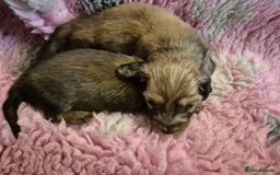 Dachshund dogs for sale: Kc boy dachshund  - Image 14