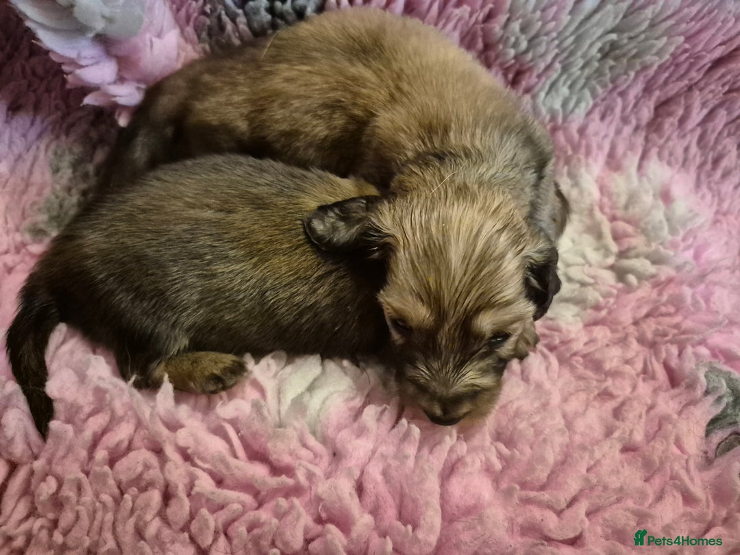 Dachshund dogs for sale: Kc boy dachshund  - Image 14