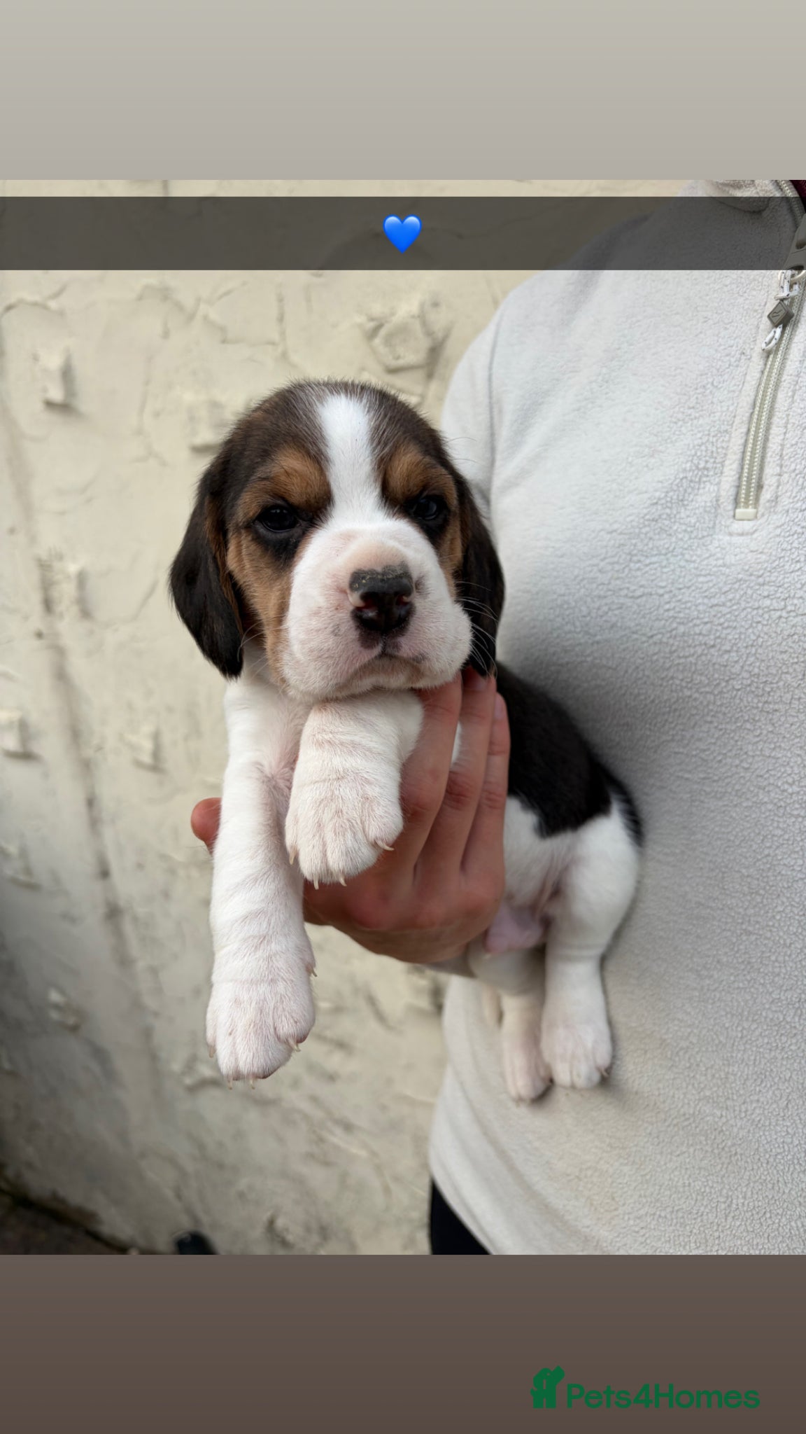 Beagle dogs Gorgeous tricolour beagle puppies for sale!  - Advert 2