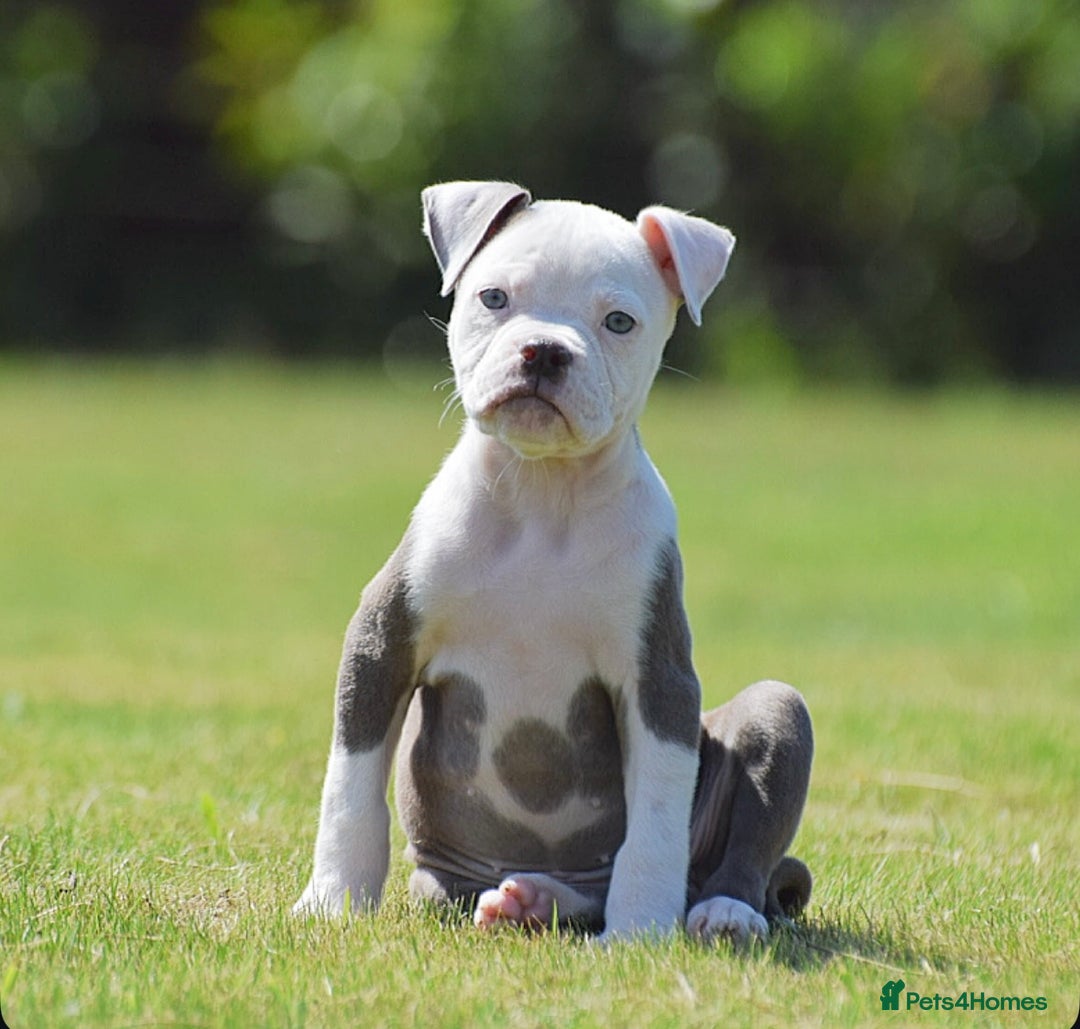 Old Tyme Bulldog dogs for sale: 5⭐️RATED, LICENSED. 23 YEARS EXPERIENCE  - Image 6