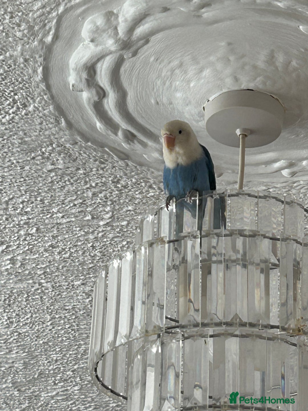 Lovebirds birds for sale: Young lovebird  - Image 7