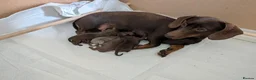 Dachshund dogs for sale: Miniature Dachshund Puppies in Bridgend - Advert 6