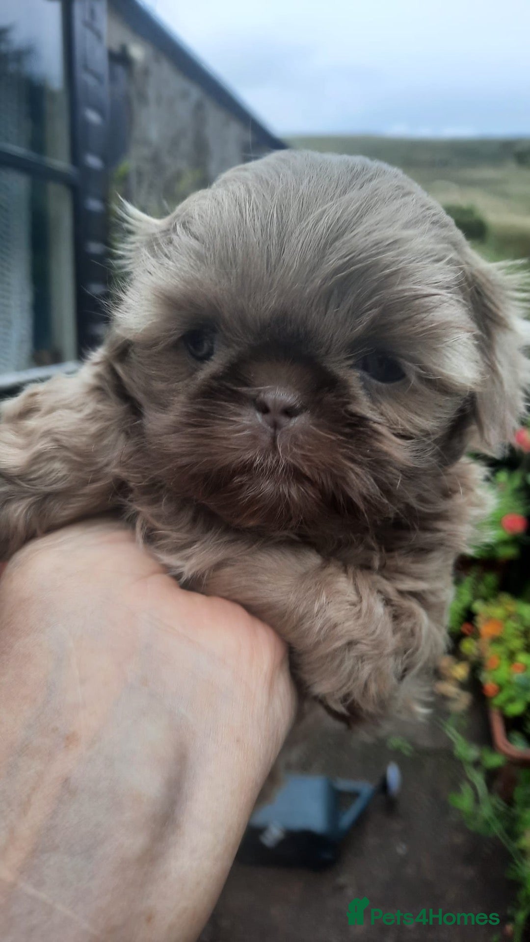 Shih Tzu dogs Rare Lilac imperial shihtzu pup - Advert 6