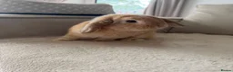 Mini Lop rabbits for sale: Beautiful mini lop Bunny in Fleet - Advert 2