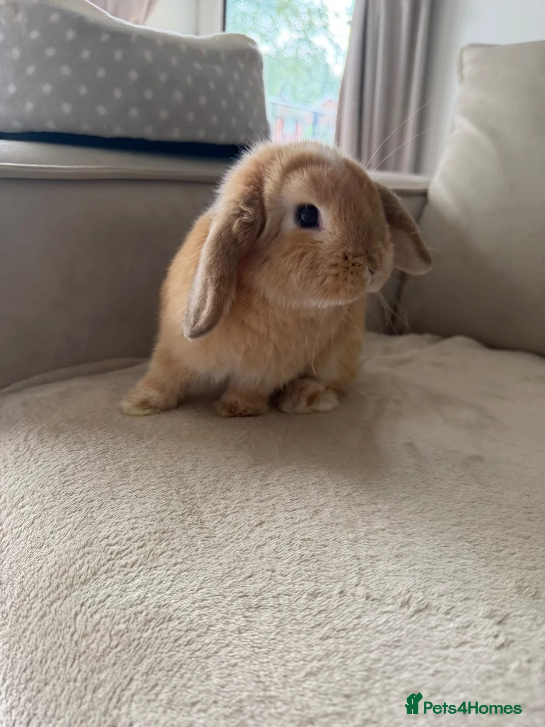 Mini Lop rabbits for sale: Beautiful mini lop Bunny in Fleet - Advert 2
