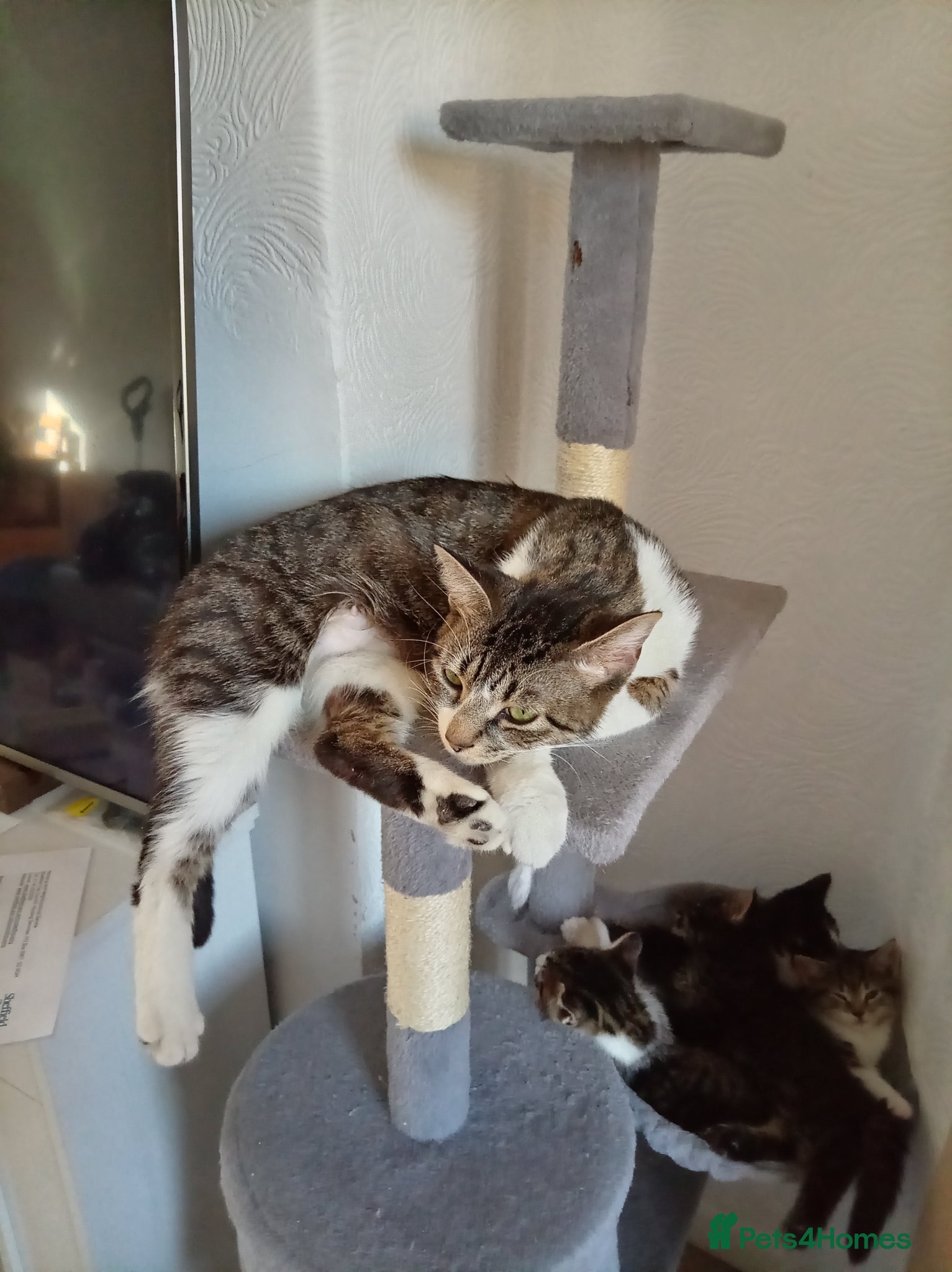 Mixed Breed cats Tabby Female & A Black & a Black & white Male - Advert 1