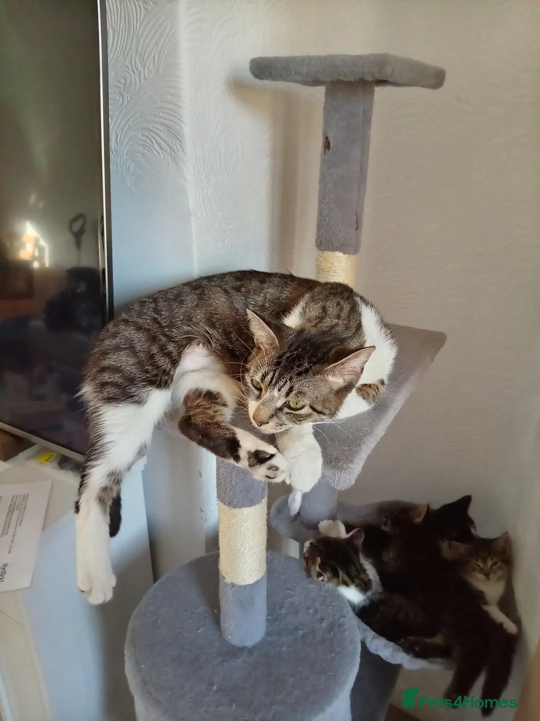 Mixed Breed cats for sale: Tabby Female & A Black & a Black & white Male - Advert 1