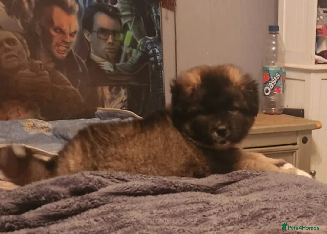 Mixed Breed dogs for sale: American akita/German Shepherd  in Maidstone - Advert 4