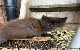 Maine Coon cats for sale: 2 xl tica active mainecoon kittens  - Image 16