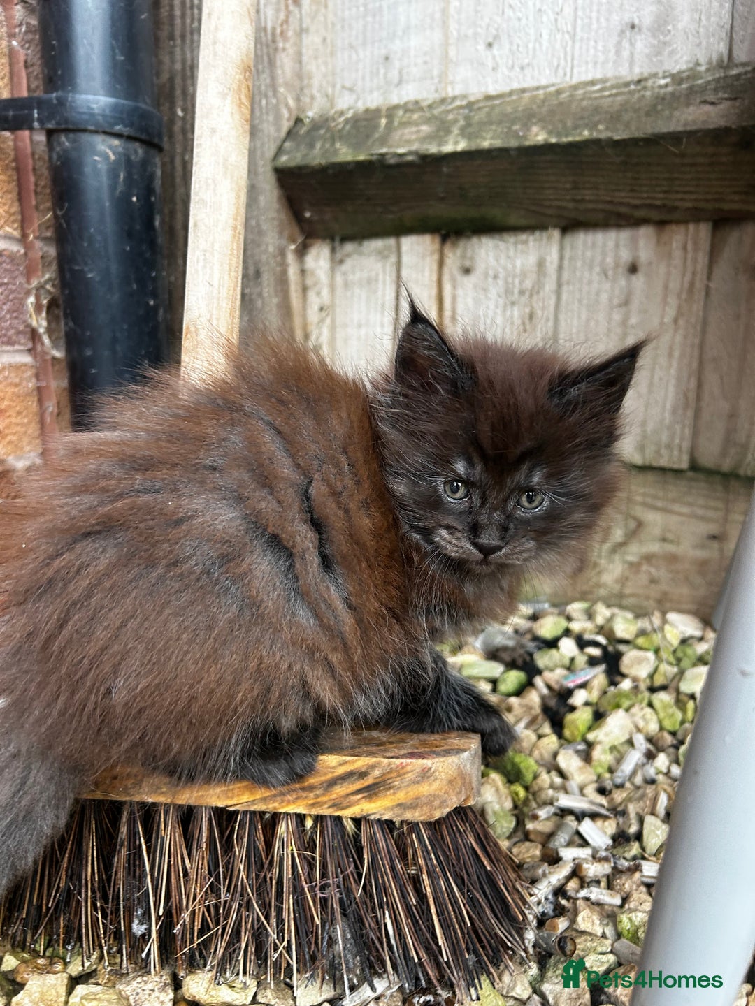 Maine Coon cats for sale: 2 xl tica active mainecoon kittens  - Image 16