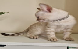 Bengal cats for sale: Stunning Glittered Pedigree Benga kittens  - Image 6