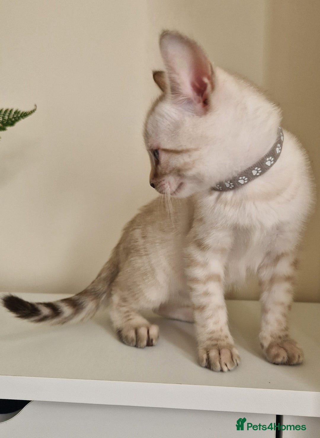 Bengal cats for sale: Stunning Glittered Pedigree Benga kittens  - Image 6