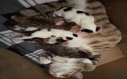 Domestic Shorthair cats for sale: 5 Domestic Shorthair Kittens - Image 12