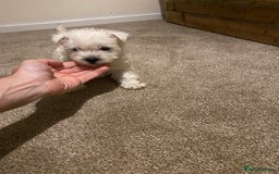 West Highland Terrier dogs for sale: Westie pups - Image 4